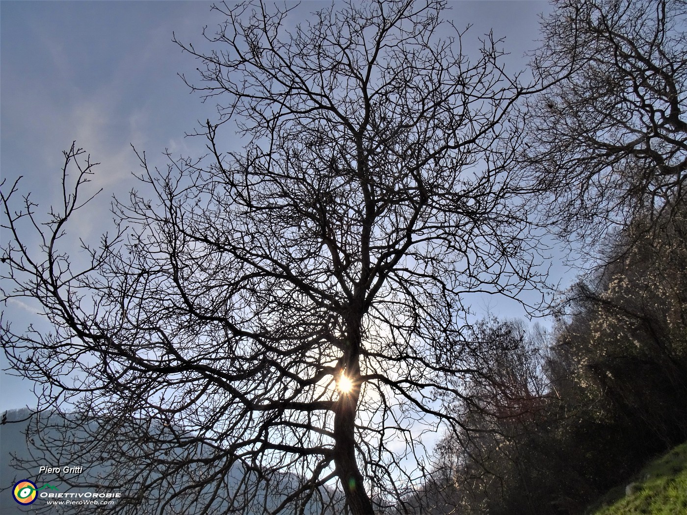 78 Il sole si abbassa tra i rami dell'albero.JPG